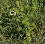 Sun Hibiscus (Hibiscus calyphyllus)